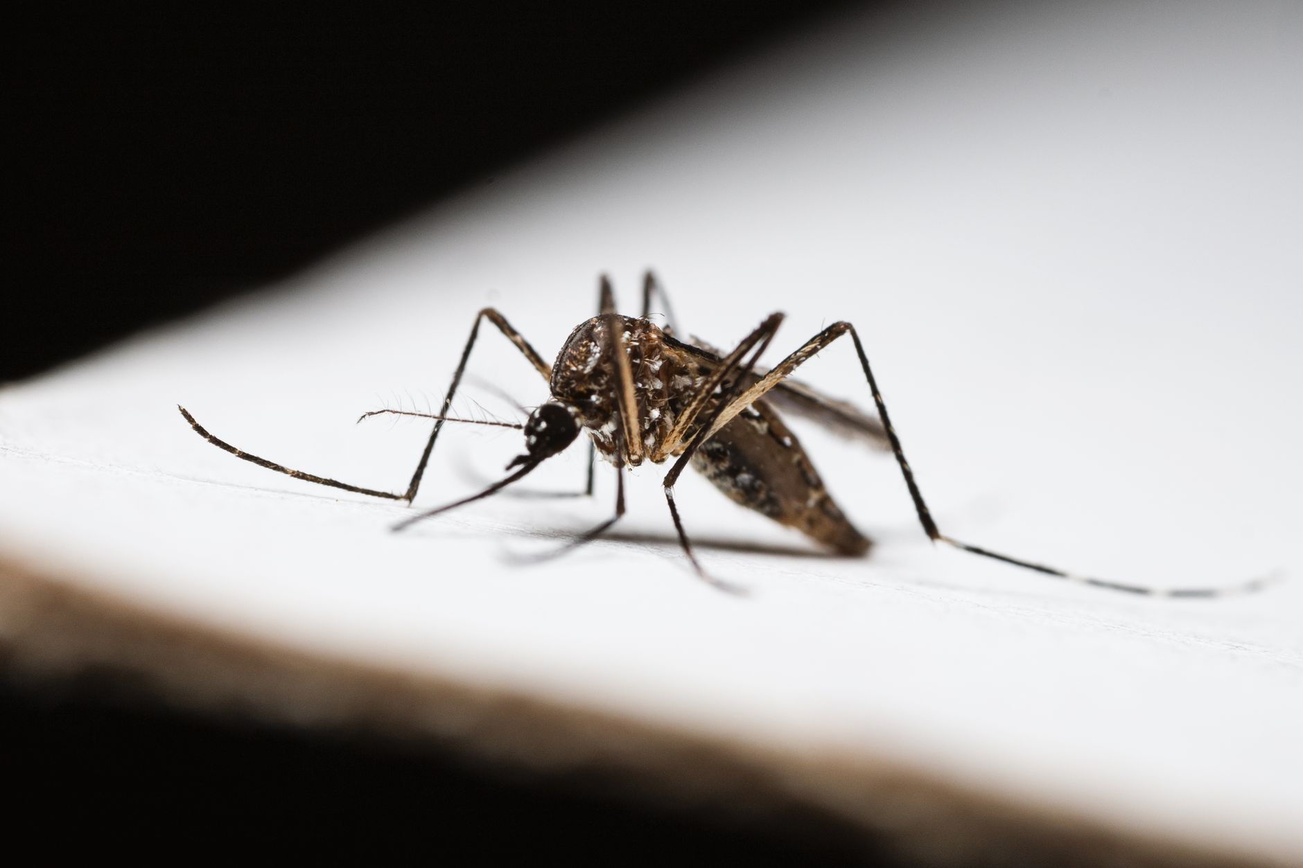Mosquito & Insect Control